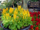 Celosia Argentea